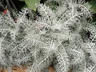 Dusty miller plant, close up. Also called senecio cineraria