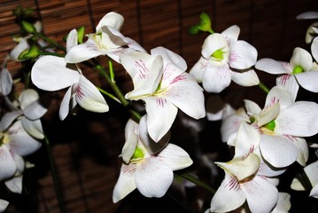 Fototapeta na wymiar Artificial white orchid flowers, soft background