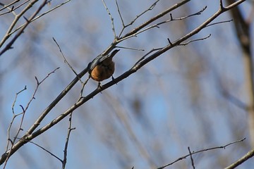 ヤマガラ