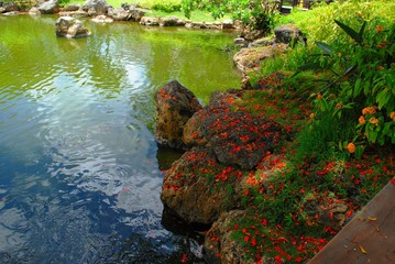 Showers of flame tree flowers on rocks by the pond of a landscaped garden