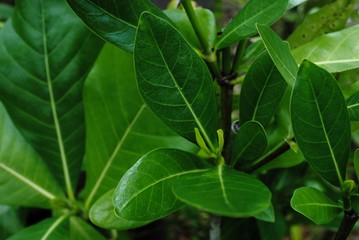Fresh green leaves of a plant, close up
