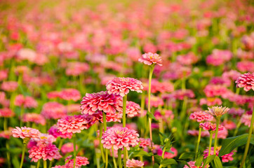 pink zinnia flower in sunny day and blur background