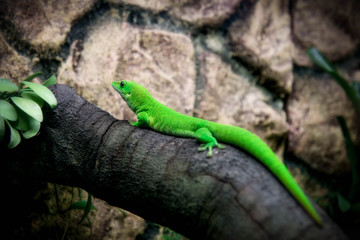 stock photo phelsuma grandis hanging on a tree.