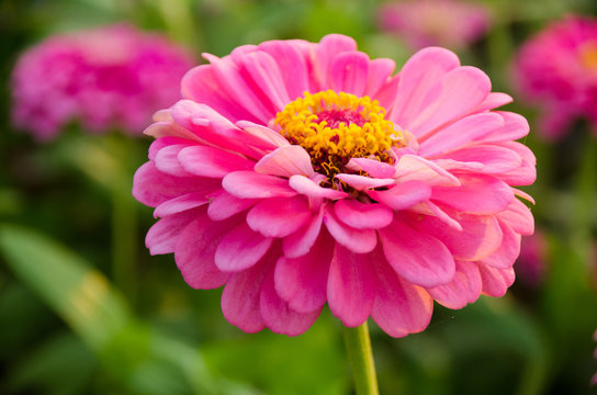 pink zinnia flower in sunny day and blur background