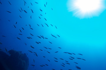 Dark blue ocean surface seen from underwater with sunlight shinning through and silhouette coral reef and fish