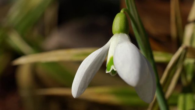 Snowdrop herald of spring in the natural ambience (Galanthus nivalis) - (4K)
