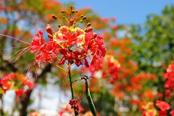 Upward shot of flame tree flowers, colorful blurry background