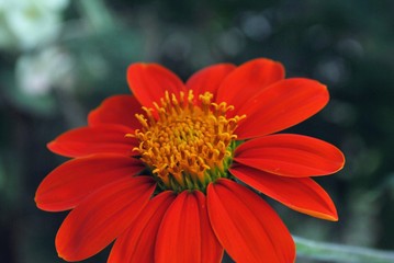 Side close up of an orange gerbera daisy flowers