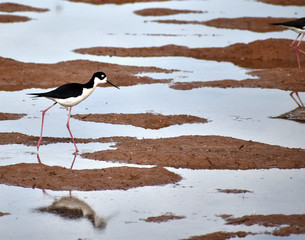 Black-Crown Night Heron walking in the marshland 