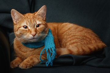 Cat with scarf