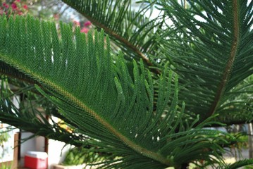 Fototapeta premium Close up of pine tree leaves, cropped shot