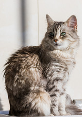 Long haired cat in relax outdoor. Hypoallergenic pet, siberian purebred