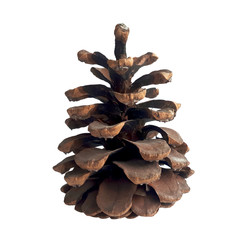 Old pine cone. Open cone isolated on a white background.