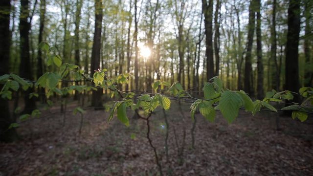 Slider footage of fresh beech (Fagus sylvatica) leaves in the forest