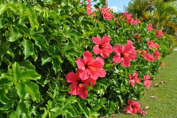 Patch of hibiscus flowers in a garden