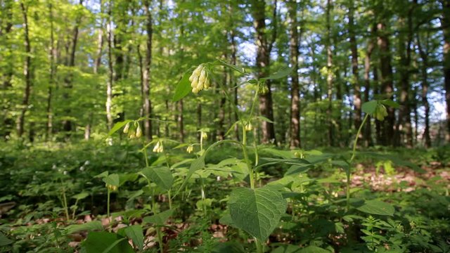 The tuberous comfrey in the forest