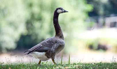 Oie cendr&eacute;e (Anser anser),Vend&eacute;e,France.