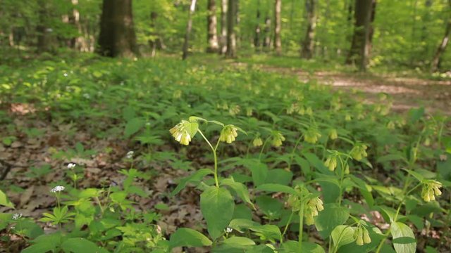 The tuberous comfrey in the forest