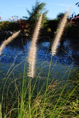 Medium close up of stalks of grass flowers by the side of a pond