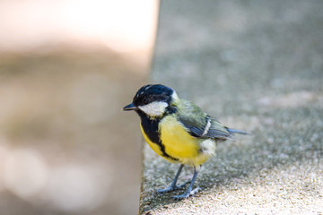 une mésange sur une table de pique nique cherche à manger