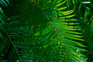 Tropical dark, small and long slender green leaves. Abstract green texture, natural background for wallpaper