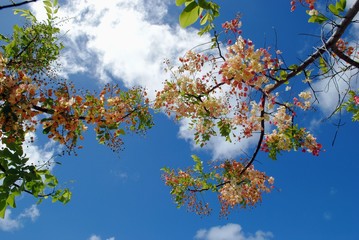 Bouquets of colorful rainbow shower tree flowers with gorgeous skies in the background