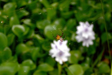 A spider hovers in a garden over blurred water hyacinth flowers