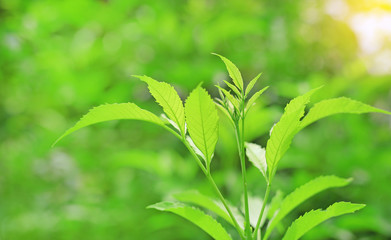Tree leaves and fresh green nature on blurred background in the morning sunlight. Natural background.