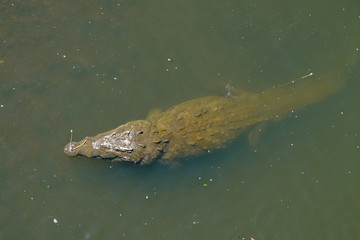 Beautiful Close up View of the Crocodiles  in the Tarcoles river in Costa Rica