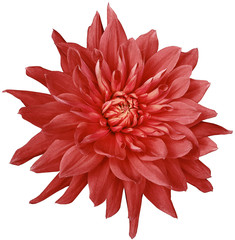 dahlia flower red. Flower isolated on a white background. No shadows with clipping path. Close-up. Nature.