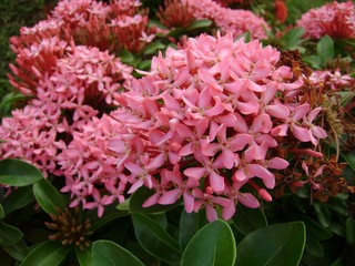 Medium close up of a clusters of tropical pink santan flowers, or santan ixora