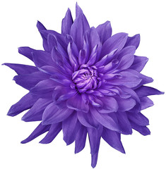 dahlia flower purple. Flower isolated on a white background. No shadows with clipping path. Close-up. Nature.