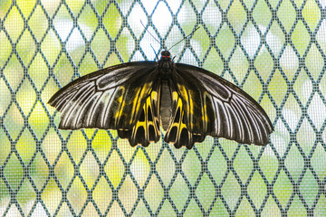 Butterflies with black, yellow, yesteryear clinging to a cage that feeds butterflies.