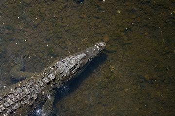 Beautiful Close up View of the Crocodiles  in the Tarcoles river in Costa Rica