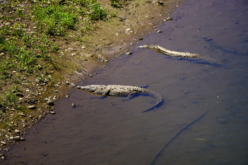 Beautiful Close up View of the Crocodiles  in the Tarcoles river in Costa Rica