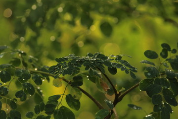 Close up shot of water drops on the single or lot of green leafs on the tree, rain drops on the single or lot of green leafs in the tree on the morning