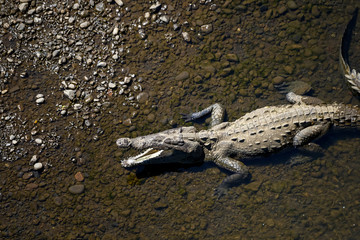 Beautiful Close up View of the Crocodiles  in the Tarcoles river in Costa Rica