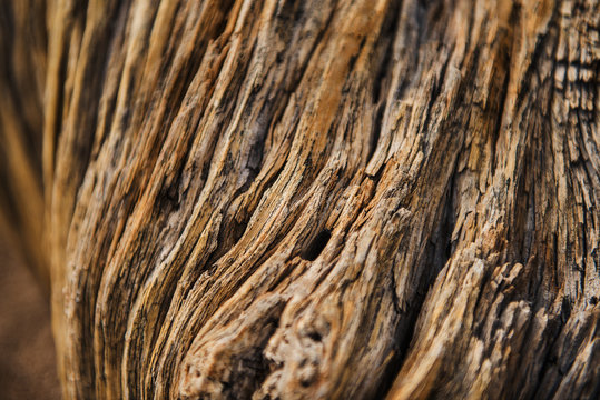 tree bark texture