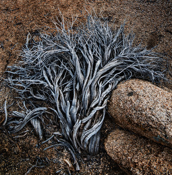 dead plant life abstract