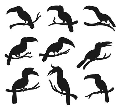 Exotic tropical birds, vector silhouette icons. Cartoon toucan and hornbill birds with big beaks sitting on tree branch, jungle birds and zoology park symbols