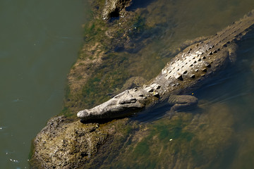 Beautiful Close up View of the Crocodiles  in the Tarcoles river in Costa Rica