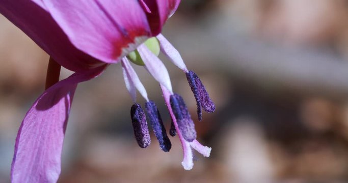 The dog's-tooth-violet flower in early spring