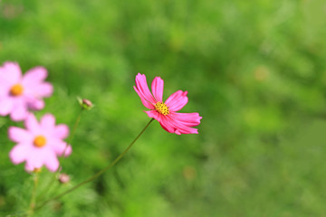 Close up cosmos flower blooming in the summer garden field in nature.