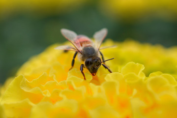 bee on yellow flower