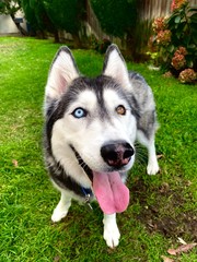 A Siberian Husky dog with Heterochromia. 