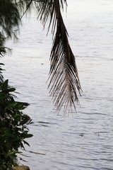 Close up of a dried coconut frond hanging over the beach, medium wide view