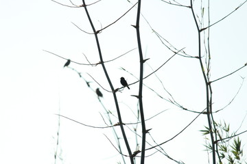 Four birds sitting on the tree or tree branch on the morning with white background sky