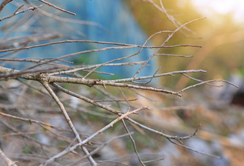 Dry twigs branch in the nature with sun rays through