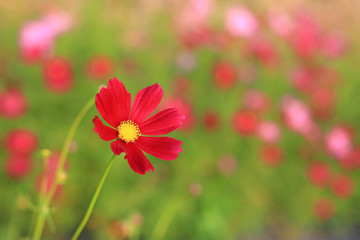 Red Cosmos flower in nature garden background. Close up shot