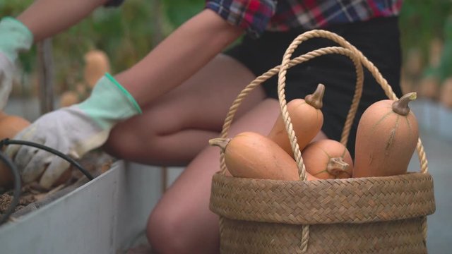 farmer woman harvesting in organic farm